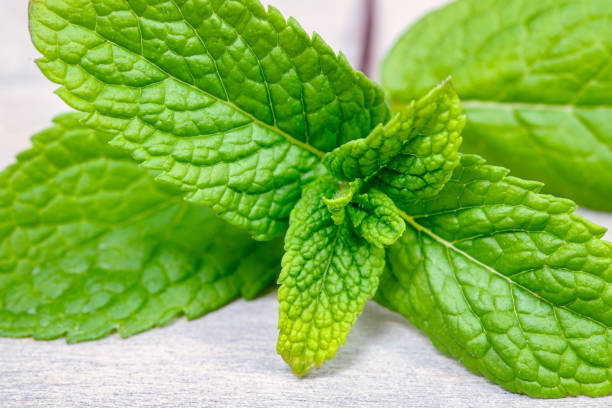 Teissiere mint syrup 