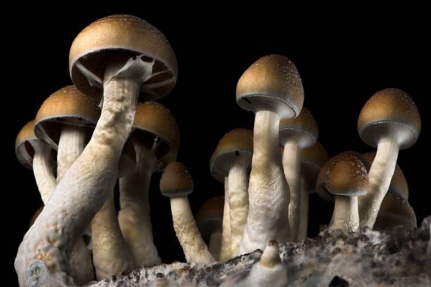 How to grow magic mushrooms